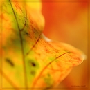 Herbstfarben 3