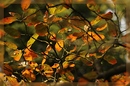 Fotos_Herbst