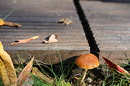 herbstlich wunderbar....