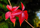 Fotos_Herbst