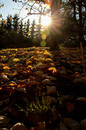 goldener Oktober