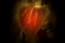 Fotos_Herbst
