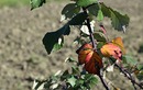 Fotos_Herbst