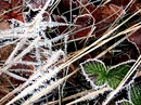 erste frosttage im moor....