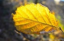 Herbstblatt