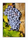 Fotos_Herbst