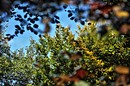Fotos_Herbst