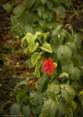 der Herbst macht Tapsen 
