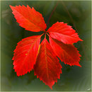 Herbstfarben