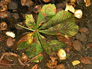 Herbstimpression