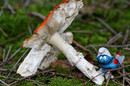 Fotos_Herbst