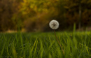 Herbstpusteblume