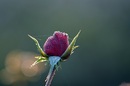 Rot
