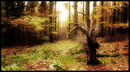Im Herbstwald II