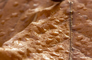 Tau am Blatt