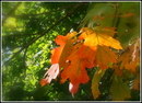 Goldener Oktober