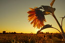 Sonnenuntergang mit Sonnenblume