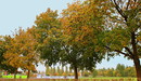 Herbst in Karlsfeld 3