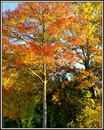 Fotos_Herbst