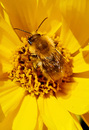 in der Herbstsonne