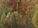 Farben des Herbstes