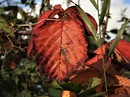 Feuerrotes Blatt