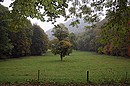 Herbstwald