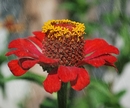 Herbstfarben2011_01