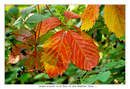 Fotos_Herbst