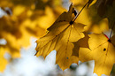 Fotos_Herbst