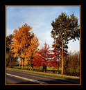 Fotos_Herbst