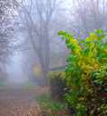 Herbstnebel