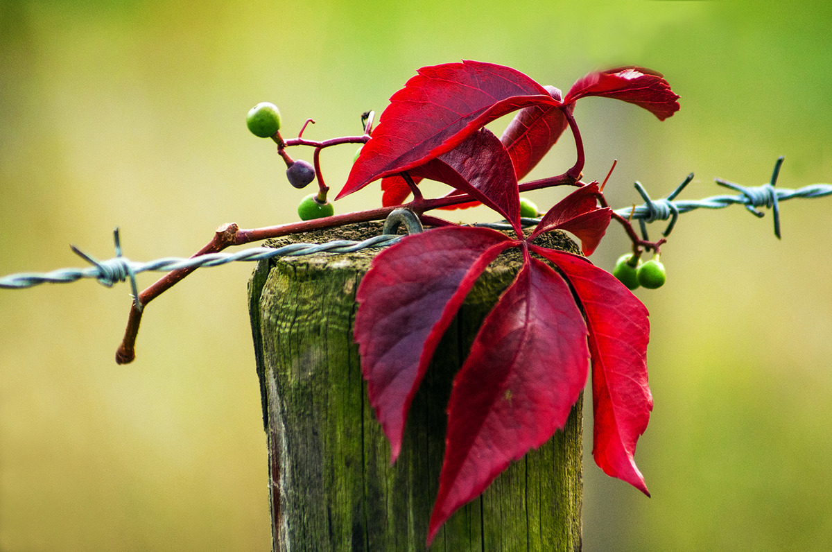Herbstimpression