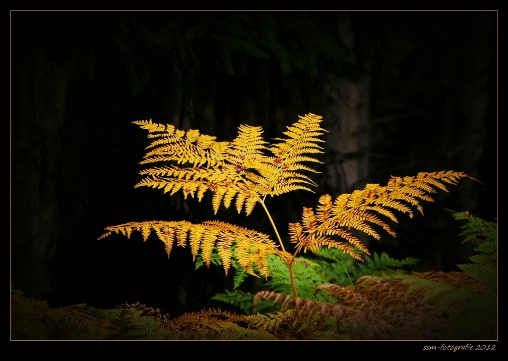 Herbstfarben