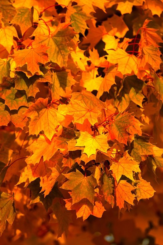Herbst 2012 in Mainz