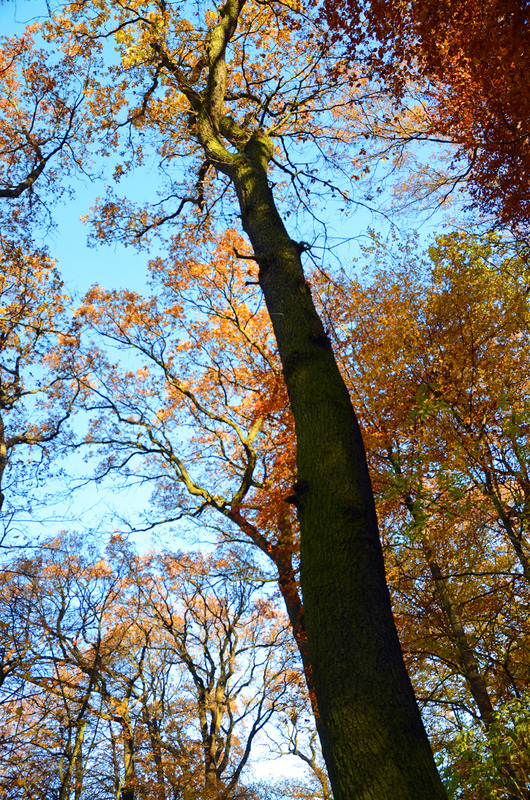 Er sonnt sich in den letzten Sonnenstrahlen...