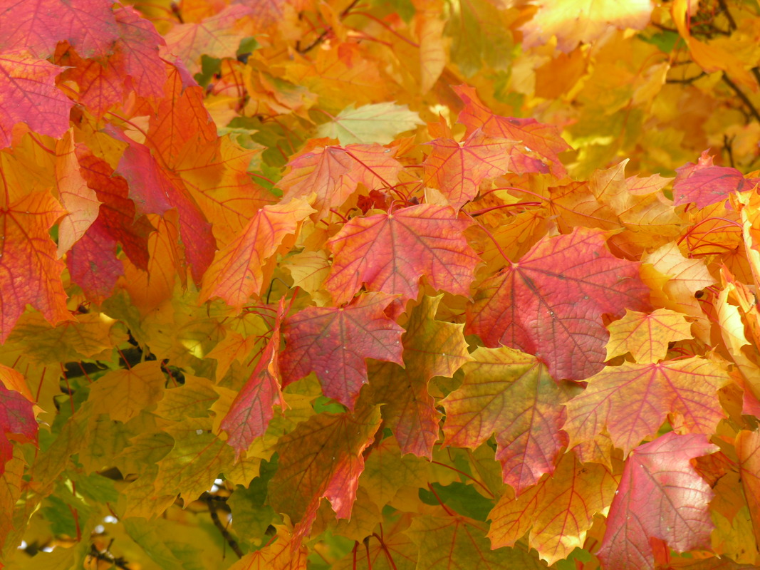 Feuerwerk des Herbstes