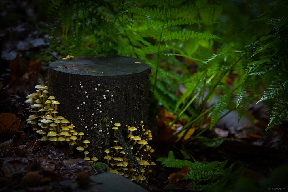 Herbstliches im Detail