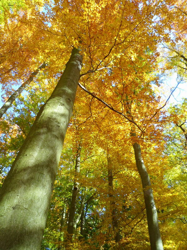 Ich liebe den Herbst!