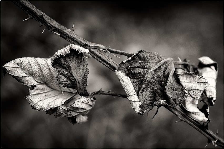 Vom Herbst gezeichnet…