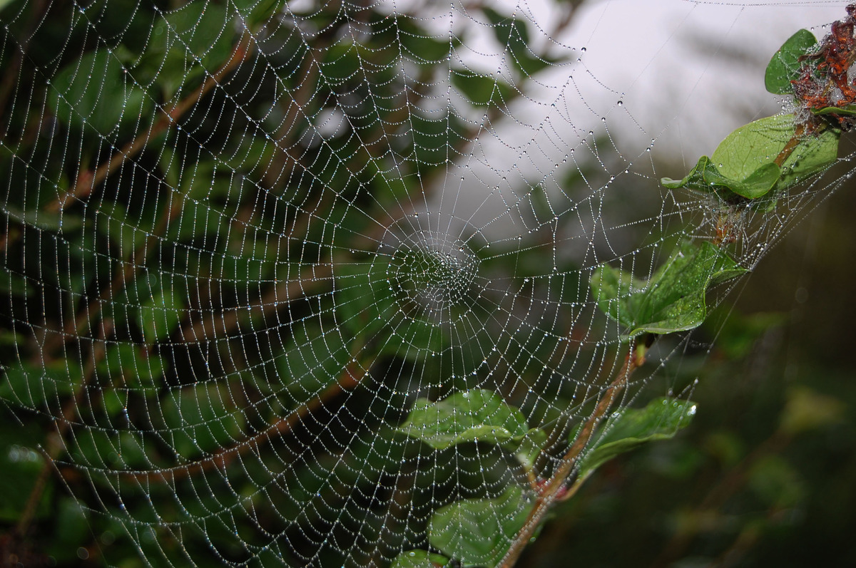 etwas abedunkelter Hintergrund