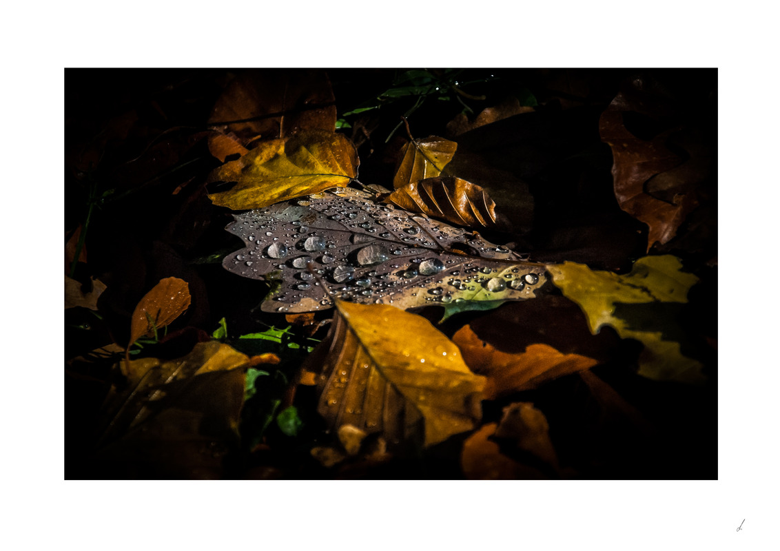 Der Herbst ist da...