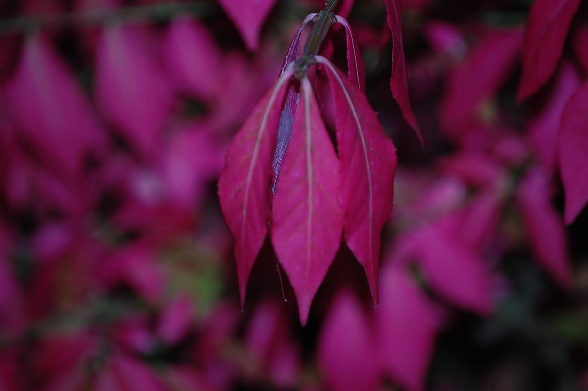Herbst