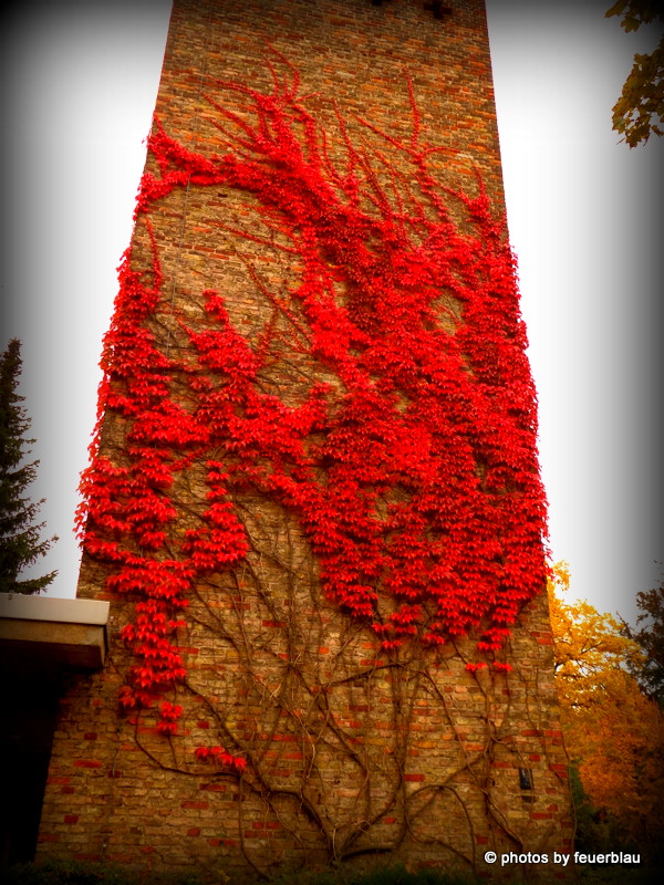 der Herbst kriecht die Mauer hoch