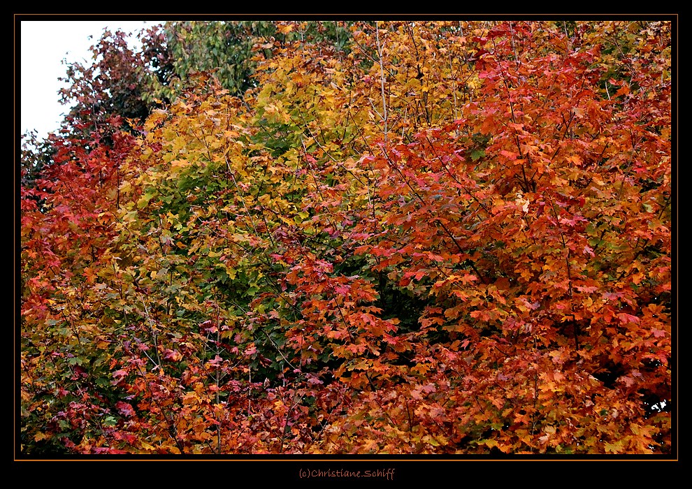 Herbstfarben2