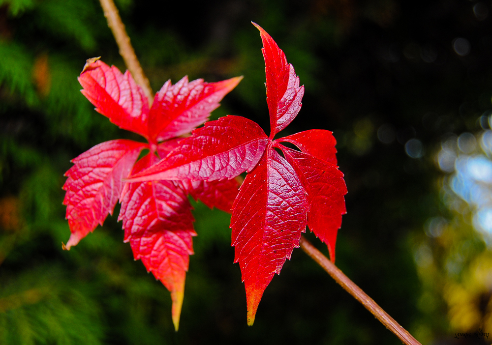 Hugo von Hofmannsthal;  Es gibt eine Stille des Herbstes bis in die Farben hinein.