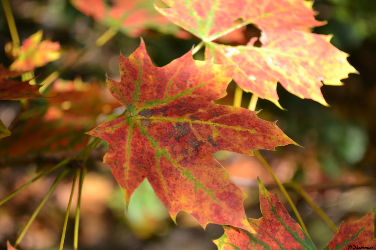 Es muß Herbst sein