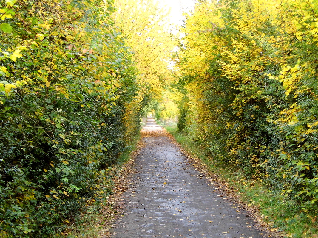 Fahrradweg im Herbst 2013