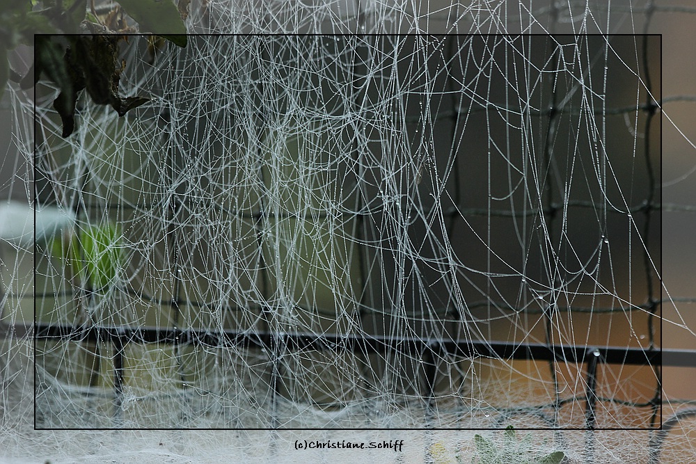 Herbststimmung mit Spinnenweben 4