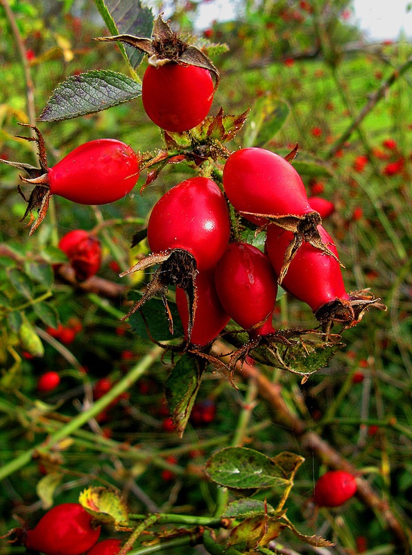 Früchte der Natur.